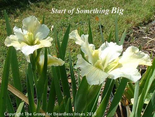 Start of Something Big stalk